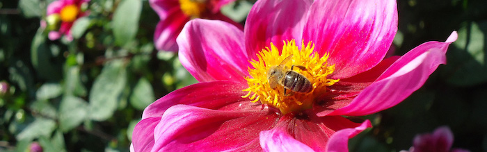 Bienen, Blumen, Natur